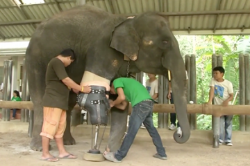 elephant with prosthetic leg
